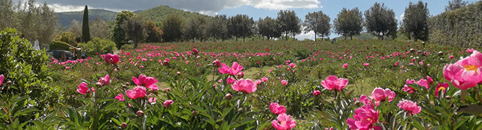 LAZ ESC blog post pic1 680 width