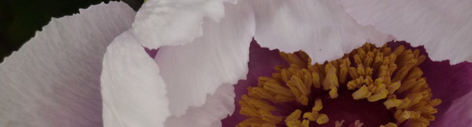 Chinese Peony Garden in Lazio,&nbsp;Italy